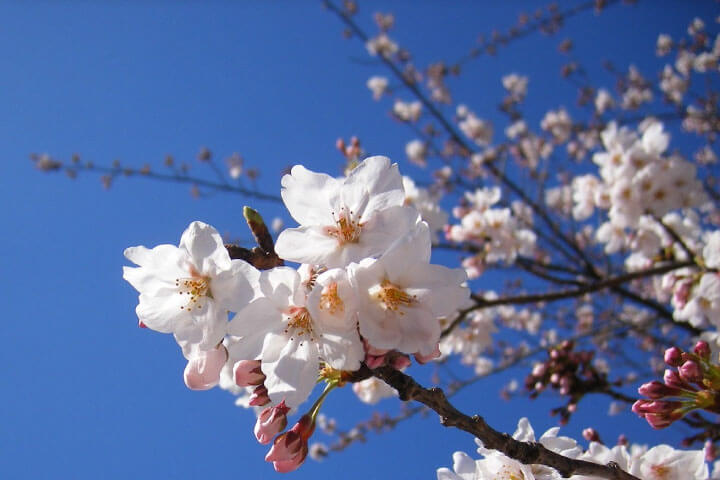 桜