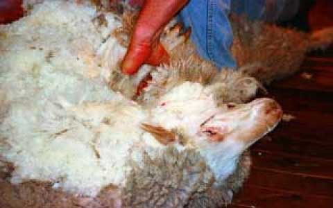 Ermenegildo Zenga ゼニア 生地となるウールとは 羊の種類とその違い Ginza Sakaeya Zegna Blog Ermenegildo Zegna ゼニア 認定 フルオーダー