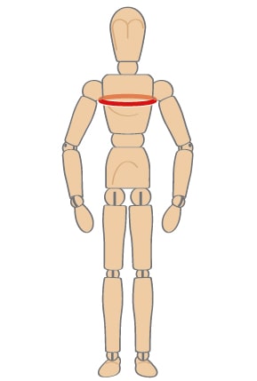 胸囲＜きょうい＞