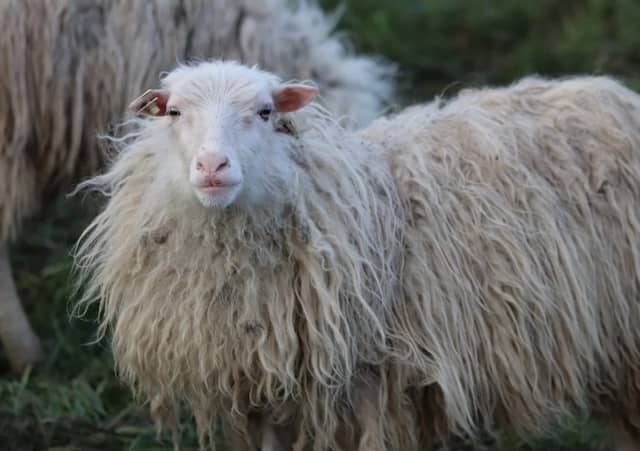 羊のイメージ画像