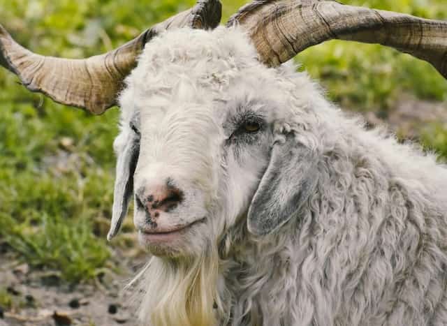 カシミヤゴートのイメージ画像